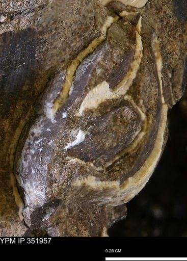 undet. Bivalvia