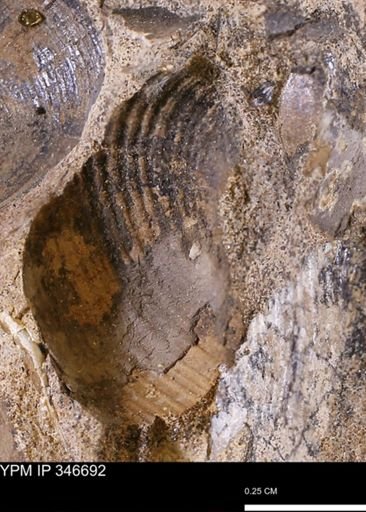 undet. Mollusca