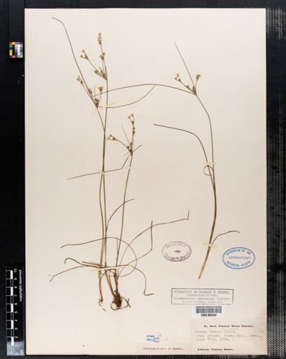 Juncus tenuis