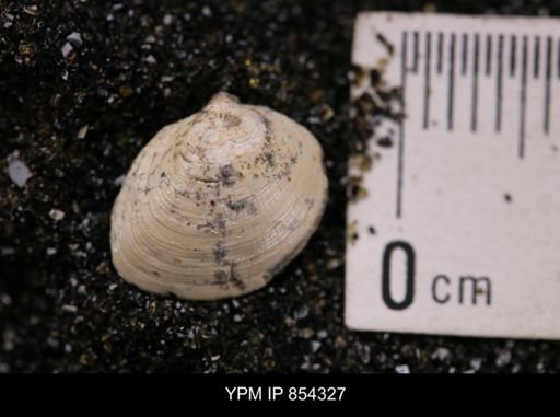 Limopsis striatopunctatus