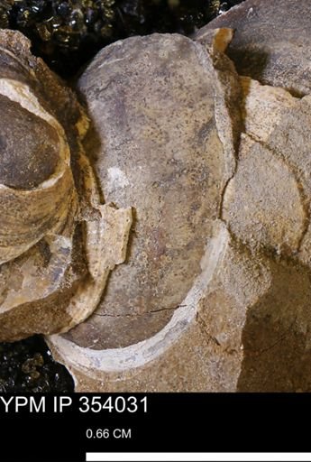 undet. Bivalvia