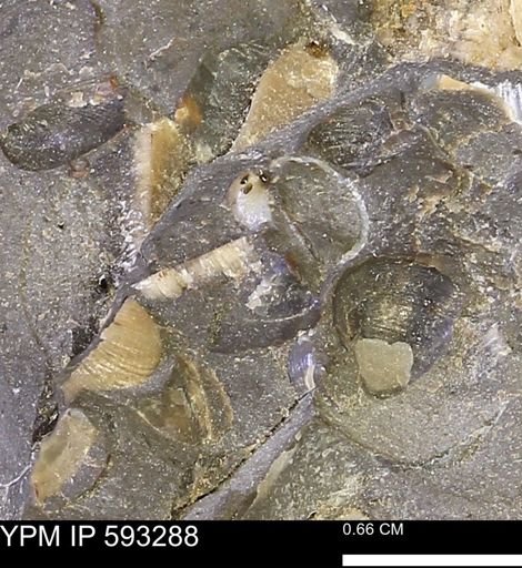 undet. Bivalvia