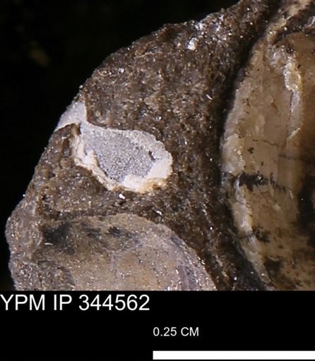 undet. Mollusca