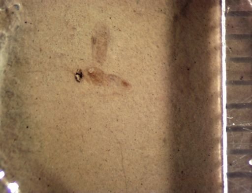 undet. Hymenoptera