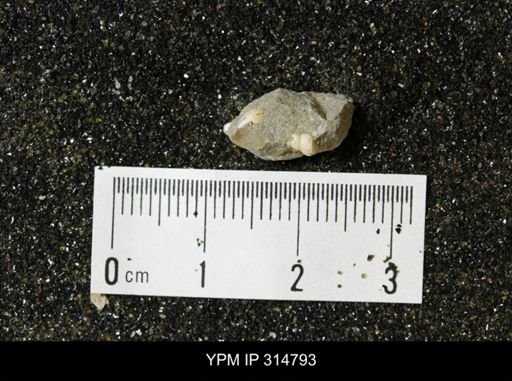 undet. Mollusca