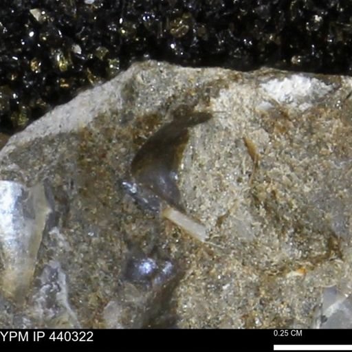Protocardia subquadrata