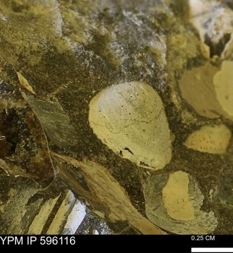 Protocardia?