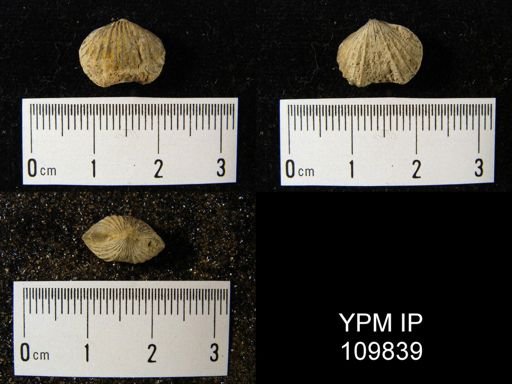Camarotoechia peneborealis
