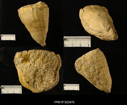 Sphaerulites cylindricus