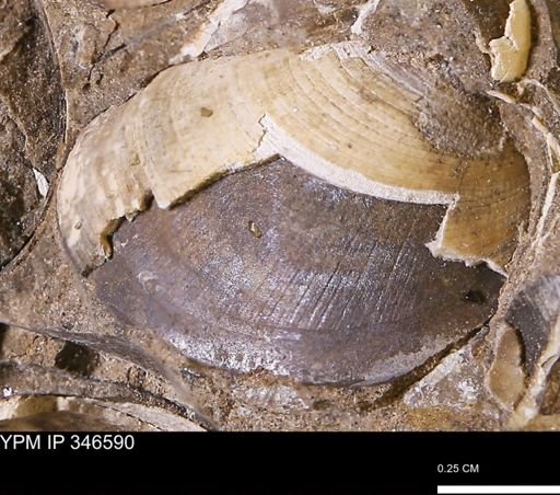 Limopsis striatopunctatus
