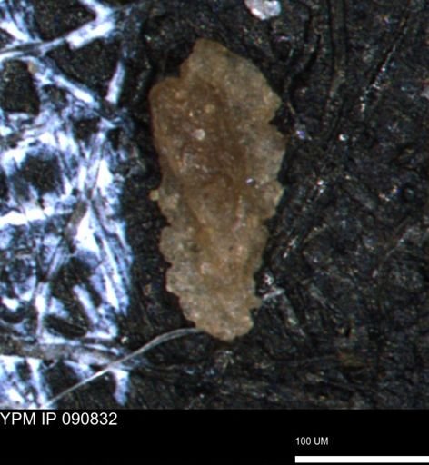 Verneuilina canadensis
