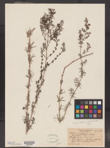 Galium verum