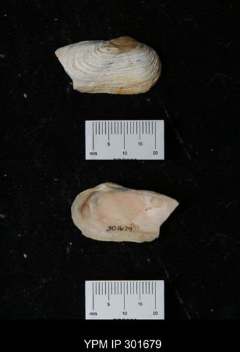 Hiatella arctica