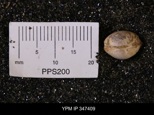 Limopsis striatopunctatus
