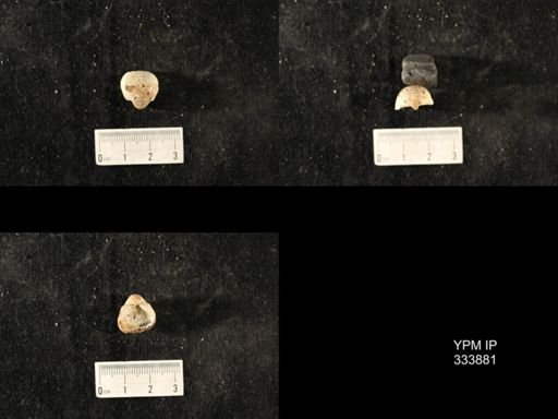Echinoconchus biseriatus