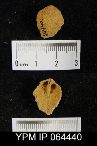 Sieberella roemeri