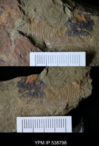 Aegirocassis sp.