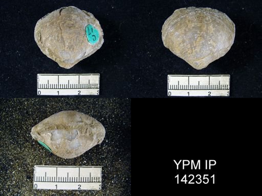 Athyris capillata