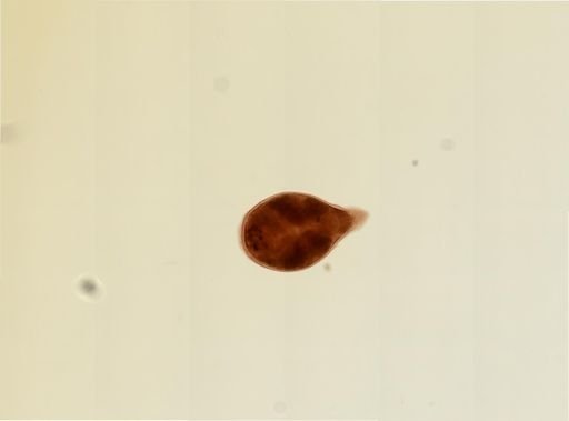 Plagiostomum vittatum