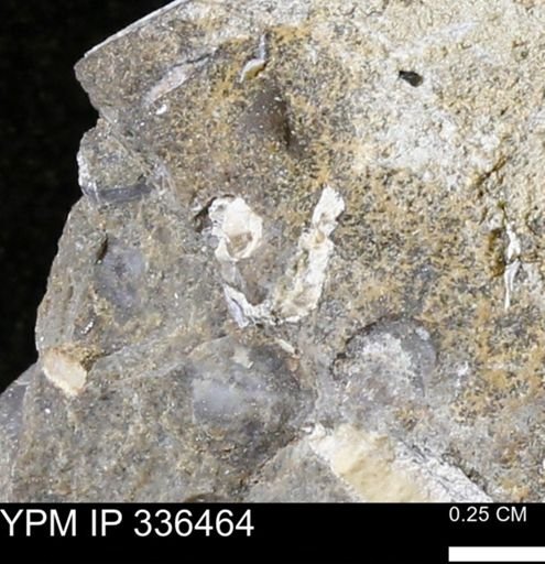 undet. Mollusca