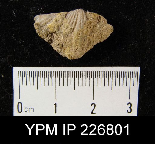Spirifer vernonensis