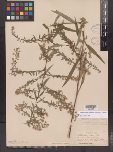 Symphyotrichum racemosum