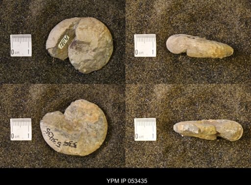 Discoscaphites conradi