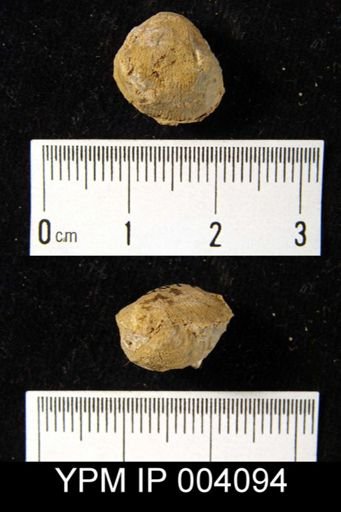 Productus villiersi