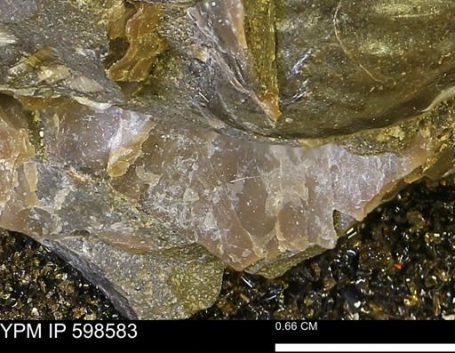 Inoceramus sp.