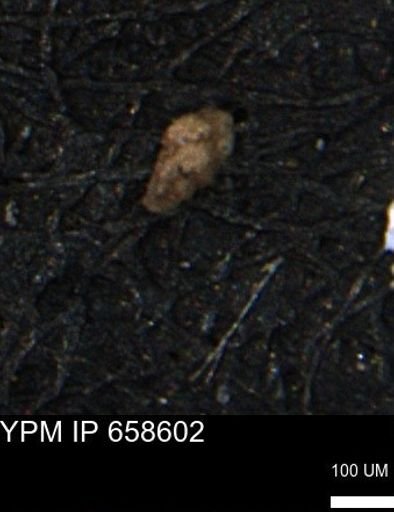 Verneuilina canadensis