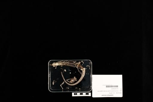 Lepidothyris fernandi