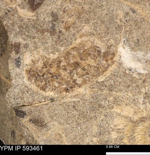 taxon undetermined