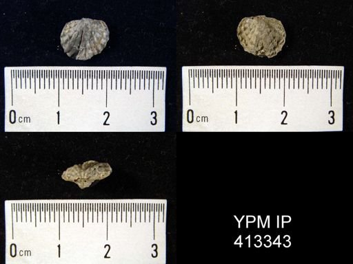 Plectatrypa?