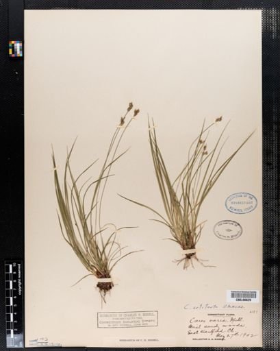 Carex varia
