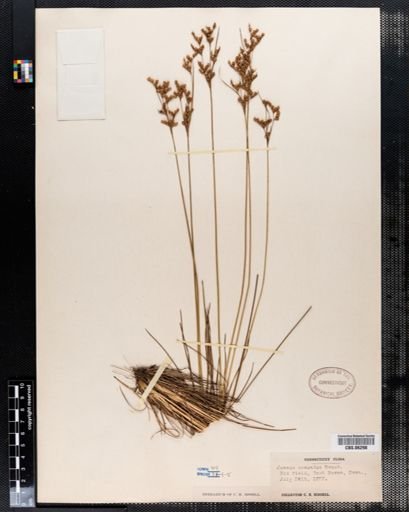 Juncus secundus