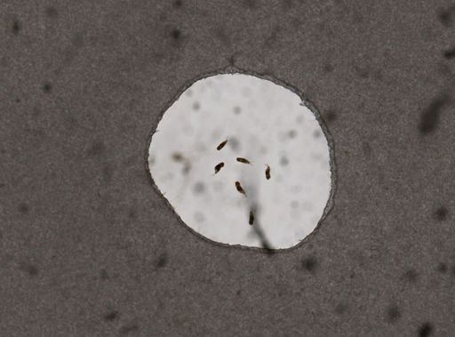 Cephalodella intuta