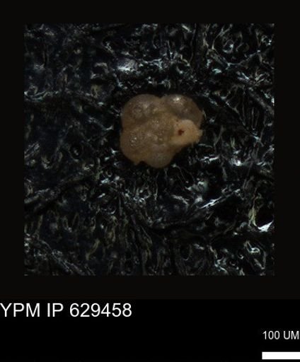 undet. Foraminiferida