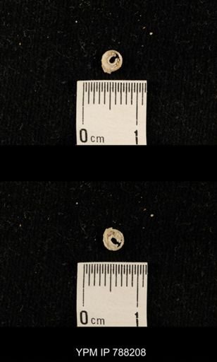 undet. Crinoidea
