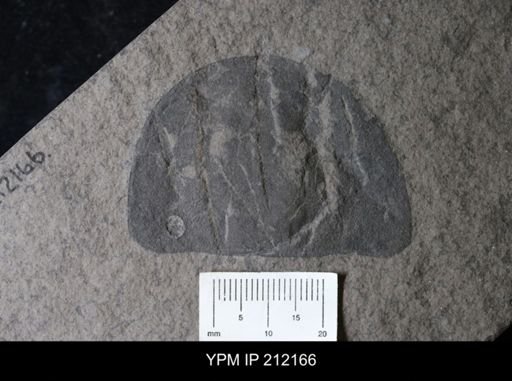 Erieopterus microphthalmus