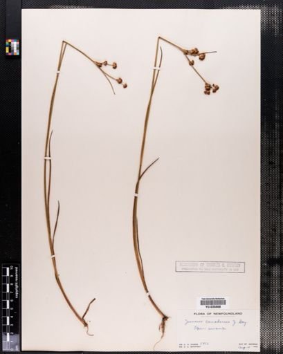 Juncus canadensis
