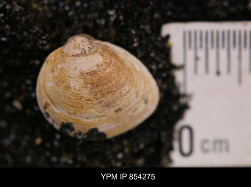 Limopsis striatopunctatus