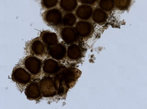 Spongilla fragilis