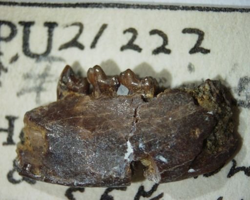 Ignacius frugivorus