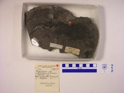 Redfieldia sp.