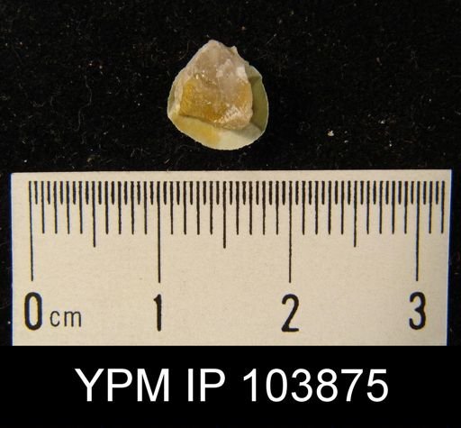 Dalmanella perelegans