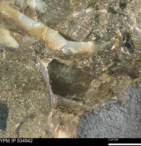 undet. Mollusca