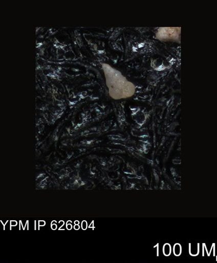 undet. Foraminiferida
