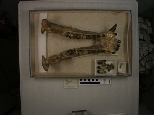 Coryphodon