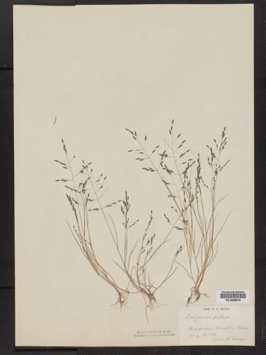 Eragrostis pilosa