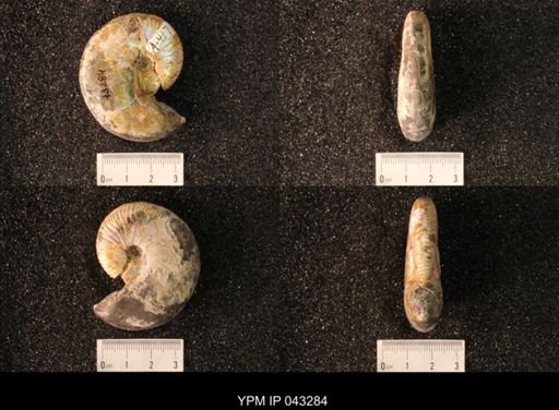 Hoploscaphites nicolletii